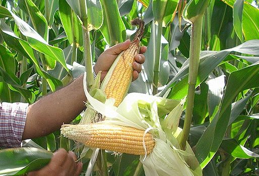 Ganadería, ganadería colombia, noticias ganaderas, noticias ganaderas colombia, CONtexto ganadero, maíz, maíz méxico, escasez de maíz en méxico, siembra de maíz en méxico, Confederación Nacional de Productores de Maíz de México, Juan Pablo Rojas Pérez, Seminario La Participación del Estado en el Desarrollo Agrario, Comisión de Reforma Agraria, méxico, Puebla, Tlaxcala, Ciudad de México, Hidalgo