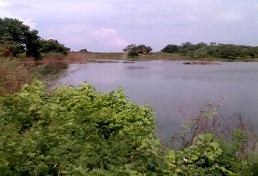 El lago el Jumbo, que tiene una extensión de 4 hectáreas, se desborda con regularidad. Foto: Néstor Julio. Vereda Guibana, lluvias destruyen cultivos, lago el jumbo se desborda, no hay agua potable, viven en la miseria, lago es peligroso, CONtexto Ganadero, noticias de ganadería colombiana.