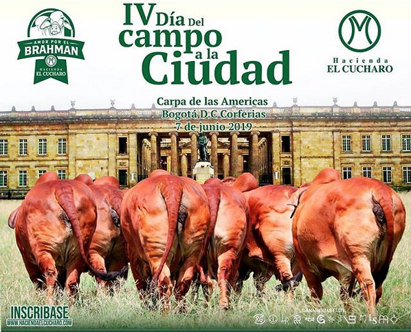Día de campo El Cucharo 2019, día de campo Cucharo Bogotá, día de campo El Cucharo junio 2019, IV Día de campo Hacienda El Cucharo, cuarto día de campo Hacienda El Cucharo, Amor por el Brahman, genética Brahman rojo, eventos Asocebú, brahman Colombia, toros Brahman, toros reproductores, mejoramiento genético, toros certificados por Asocebú, CONtexto ganadero, ganaderos colombia, noticias ganaderas colombia