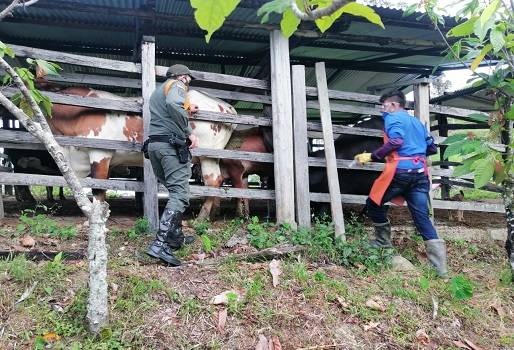  Campaña sanitaria ha vacunado 22,4 millones de bovinos contra Aftosa en el país, Ciclo I de 2020, hato bovino colombiano, campaña sanitaria, vacunar a todos los animales, inmunización contra Brucelosis, inmunización contra rabia, conservar estatus sanitario, avance hasta 6 semana, programación estratégica, estatus sanitario mayor requisito de exportación, noticias de ganadería colombiana, CONtexto ganadero.