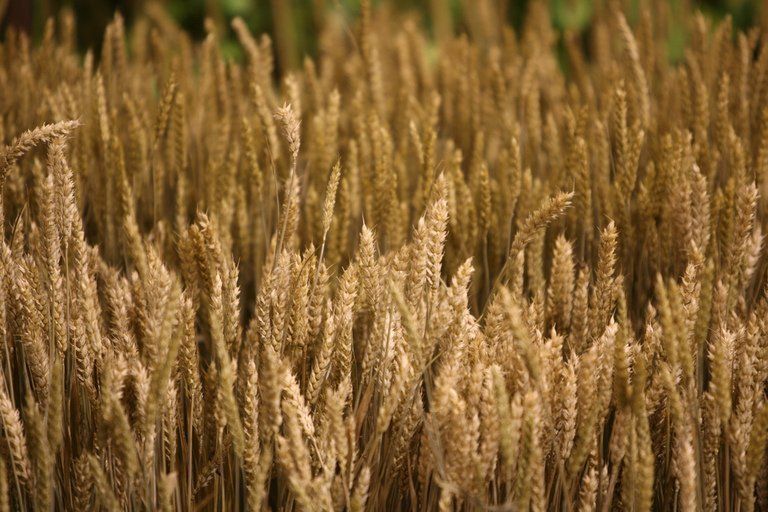 Los productores agrarios argentinos mantienen una disputa con el Gobierno por los gravámenes a exportaciones de granos © AFP/Archivo Patrick Hertzog soja en argentina