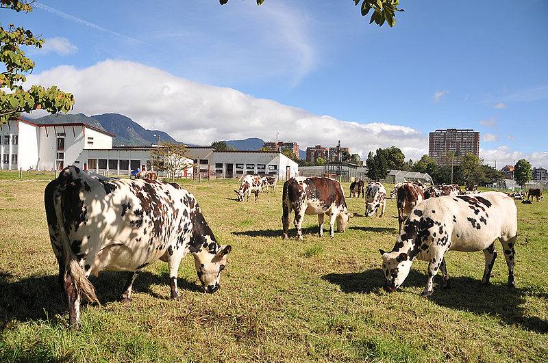 Ganadería, ganadería colombia, noticias ganaderas, noticias ganaderas colombia, CONtexto ganadero, Boris Julián Sepúlveda Molina, magíster en Bioinformática de la Universidad Nacional, qc, GWAS, anotación, información genética, mejoramiento genético, lenguaje de programación R, ovino de pelo criollo colombiano, bovinos Simmental, gen TENM3, genoma completo, Single Nucleotide Polymorphism, toy data, Colciencias, agencia de noticias UN, unimedios