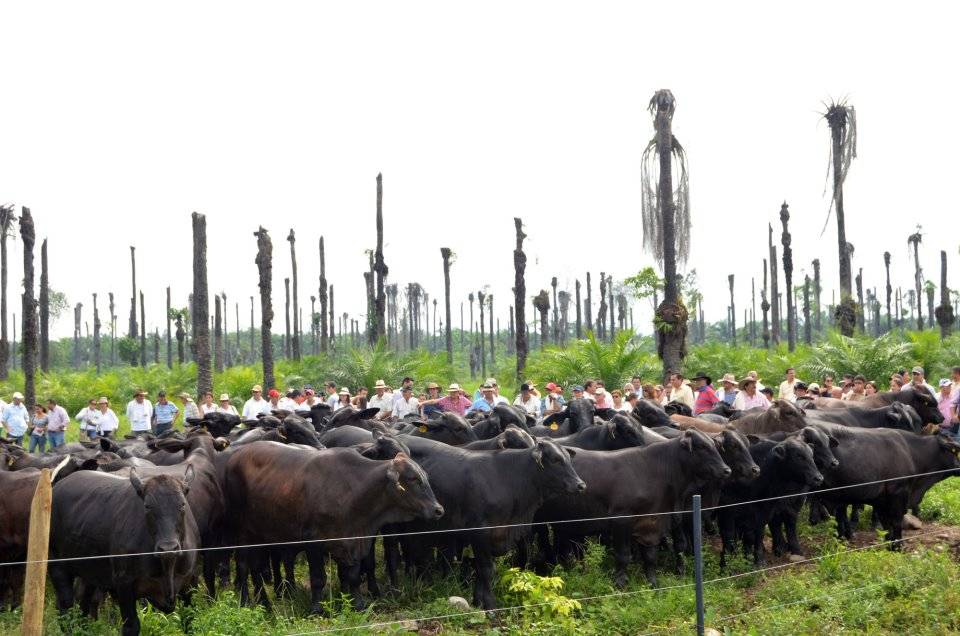 Raza Angus y Brangus en Colombia
