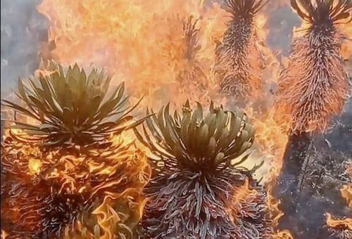 Incendio de frailejones