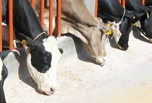 Fosfatos de calcio defluorinados, fósforo en la nutrición animal, nutrición animal , alimentación bovina, producción bovina 