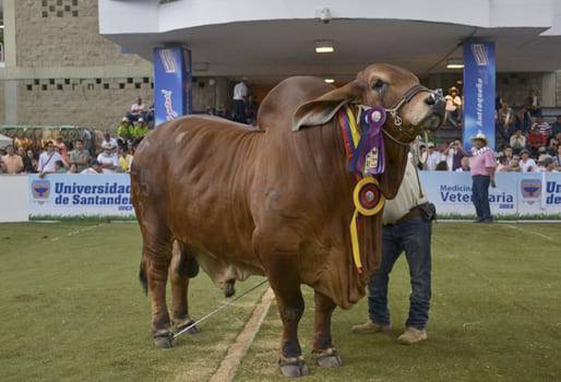 Cómo tener bovinos campeones de ferias