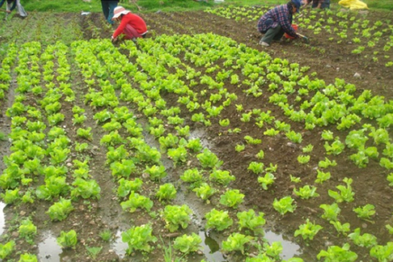 Productores del Meta