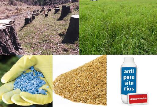 Ganadería, Ganadería Sostenible, jairo faría, recomendaciones para ganaderos, ganadería sostenible en Colombia, siembra de árboles, uso de especies nativas en ganadería, erradicación de fertilizantes, CONtexto ganadero, ganadería colombia