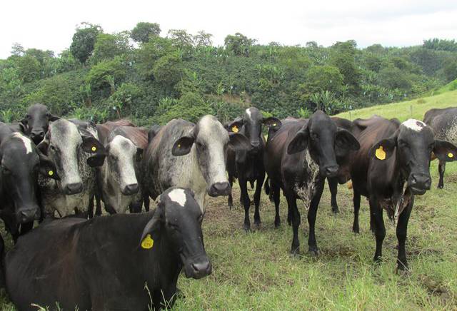 Ganadería, ganadería colombia, noticias ganaderas, noticias ganaderas colombia, CONtexto ganadero, centro de negocios ganaderos, La Ceja, la ceja antioquia, centro de negocios ganaderos en la ceja, Gobernación de Antioquia, ganadería antioquia