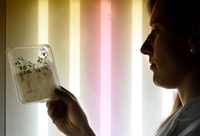 ganadería, ganadería colombia, noticias ganaderas, noticias ganaderas colombia, contexto ganadero, revista internacional, The Plant Cell, Sociedad Americana de Biología de Plantas, ASPB, María Eugenia Zanetti, asociación simbiótica de raíces de Medicago truncatula, bacterias fijadoras de nitrógeno, moléculas de ARN, ácido ribonucleico, SUPERKILLER 3, 