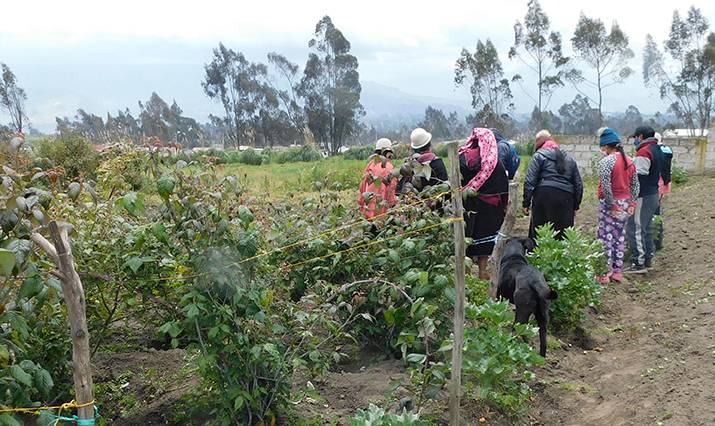 Ganadería, ganadería colombia, noticias ganaderas, noticias ganaderas colombia, CONtexto ganadero, Agricultura Familiar, agricultura familiar en ecuador, retos de la agricultura familiar, mesa técnica nacional de agricultura familiar, Ecuador, gobierno de ecuador