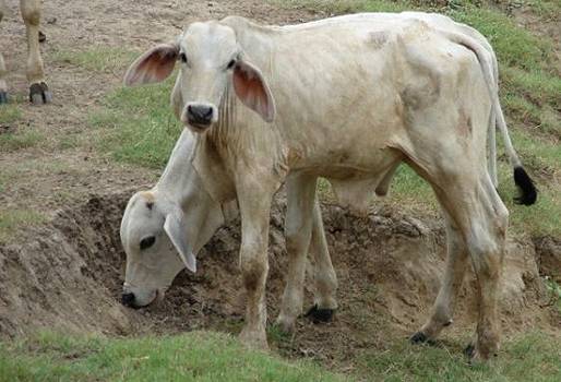 alotrofagia en bovinos, pica en bovinos, malacia en bovinos, gusto depravado en bovinos, alimentación del bovino, manejo animal, CONtexto ganadero