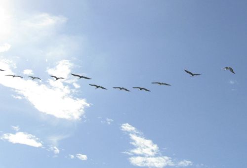 Ganadería, ganadería colombia, noticias ganaderas, noticias ganaderas colombia, CONtexto ganadero, clima, clima colombia, pronóstico del clima, pronóstico del clima en colombia, IDEAM, ideam colombia, pronóstico clima hoy, clima colombia 2021, 