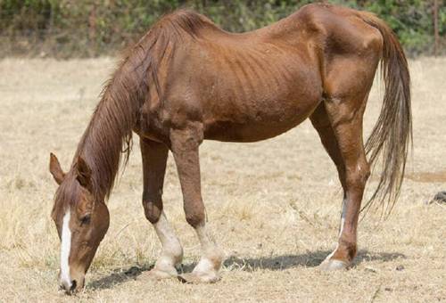 Cuide a caballos del tripanosoma