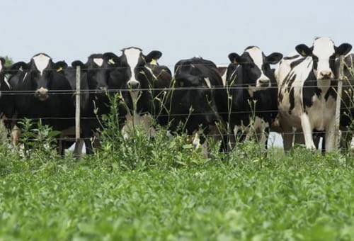 ganadería de precisión, procesos, productividad, mejoramiento, Sistemas de producción, avances tecnológicos, ciclo biológico, suelo, planta, animal, sinergia, eficiencia, cedait, universidad de antioquia, rentabilidad, sostenibilidad, identificación digital, ordeño automatizado, ventilación inteligente, aplicaciones digitales, nutrición, temperatura del ambiente, humedad relativa, potreros, estrés calórico, consumo de forraje, uso de energía, reproducción, podómetros, celo, arnés, sacro, vaca, microchip, mo