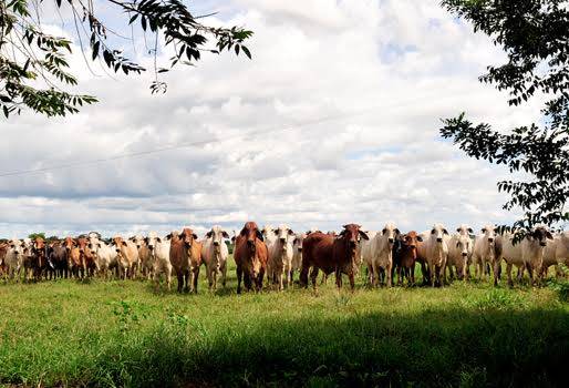 Uso de la tierra para ganadería