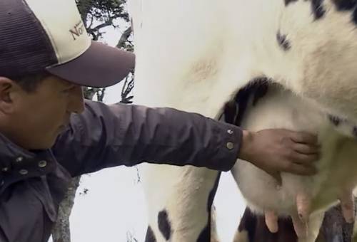 Examen de los pezones de la vaca