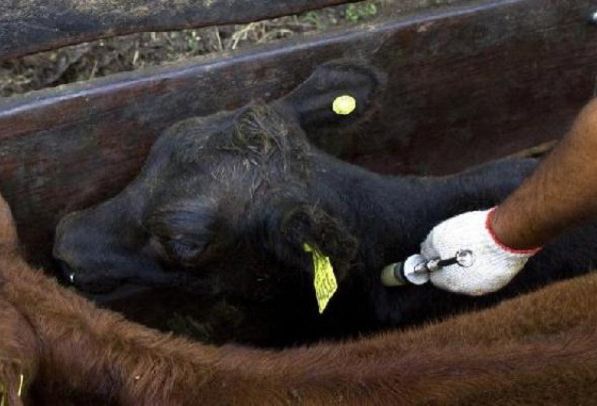 El proyecto tuvo una inversión superior a los USD 700 mil. Foto: perulactea.com. Ganadería, ganadería colombia, noticias ganaderas, noticias ganaderas colombia, CONtexto ganadero, Servicio Agrícola y Ganadero, Programa Fondo Nacional de Desarrollo Regional, FNDR, director Regional del SAG Los Lagos, Luis Alfredo Paredes, Programa Oficial de Erradicación de Brucelosis Bovina, sag chile