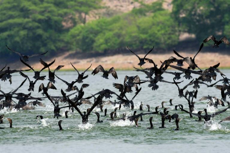 El Ministerio de Medio Ambiente de Salvador estima que unas 8.000 familias pobres del área lacustre se ven afectadas por las aves