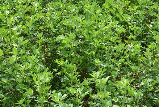 Argentina, INTA, heno de alfalfa, La calidad del heno de alfalfa, evaluación organoléptica, determinación de foliosidad, verde brillante, secado rápido, Argentina podría convertirse en un importante proveedor mundial de heno de alfalfa, Gastón Urrets Zavalía –investigador del INTA Manfredi Córdoba–, 2do. Congreso Mundial de Alfalfa, “Interacción Global para la Innovación en Alfalfa”, Ganadería, ganadería colombiana, noticias ganaderas, noticias ganaderas Colombia, CONtexto ganadero