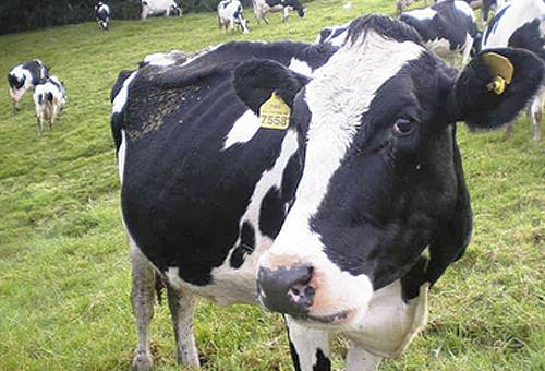 mecanismos de defensa del utero de las vacas