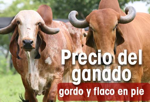 Precio del Ganado