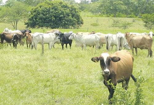 Potreros que debe tener en su finca 