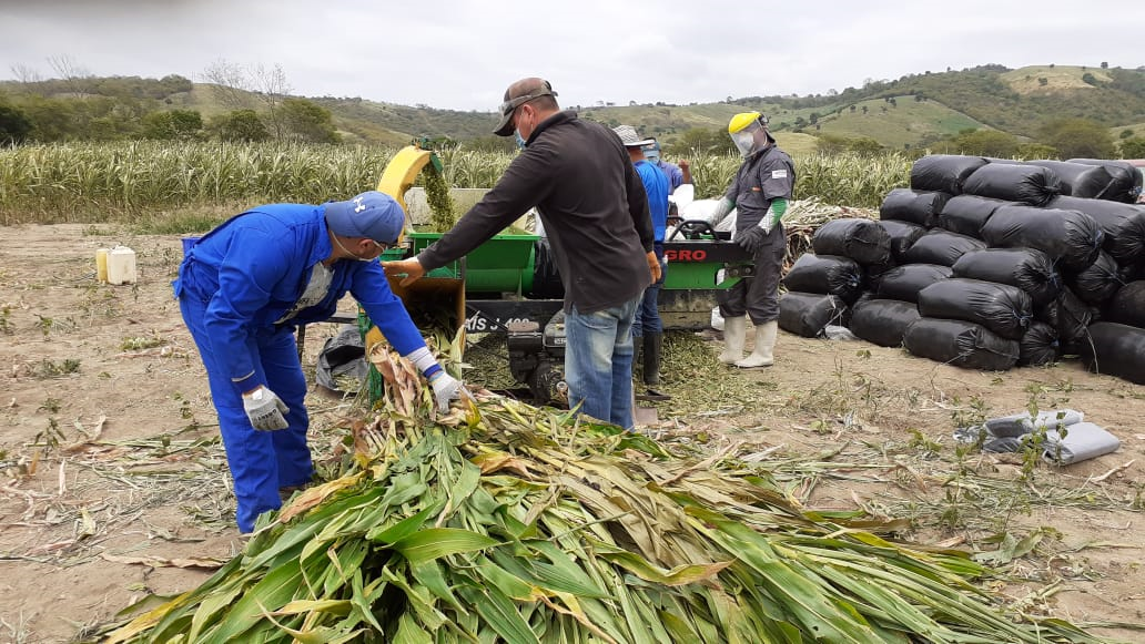 ganadería, ganadería colombia, noticias ganaderas, noticias ganaderas colombia, contexto ganadero, silo, silo para ganado, ensilaje para ganado, mag, ministerio de agricultura y ganadería, silo para ganado en ecuador, ganaderos ecuador, bondades del ensilaje, beneficios ensilaje, 