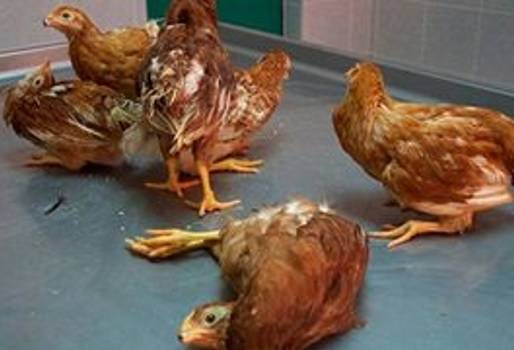 Enfermedad de Newcastle de Alta Virulencia en Cauca