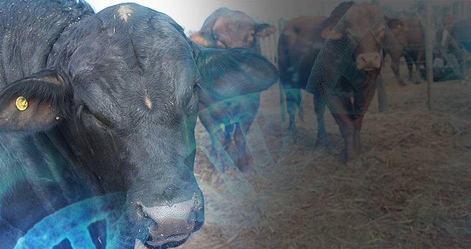 Mejoramiento genético, modas, subjetividad, cruces, grupos de población, individual, generación, elevar calidad, heterosis, confusión, valor genético, planes estratégicos, noticias de ganadería colombiana, CONtexto ganadero.