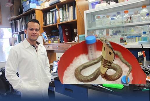 México, mordeduras de serpiente,  antiveneno , UNAM, antígeno experimental, producción de antivenenos, serpientes coralillos, mambas, cobras, familia de elápidos,  problema de salud importante a nivel mundial, Instituto de Biotecnología IBt, picadura de alacranes, mordedura de arañas y serpientes, Guillermo de la Rosa Hernández, serpientes coralillos, mambas y cobras, América, África y Asia, Ganadería, ganadería colombiana, noticias ganaderas, noticias ganaderas Colombia, CONtexto ganadero
