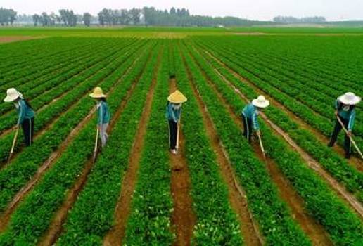 Guerra Comercial Estados Unidos China, Disputa comercial pasa la factura a productores de EU, carne de cerdo, Ganadería, ganadería Colombia, noticias ganaderas, noticias ganaderas Colombia, Contexto ganadero