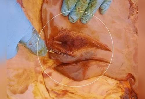 ganadería, ganadería colombia, noticias ganaderas, noticias ganaderas colombia, contexto ganadero, hemogloniburia, hemoglobinuria en bovinos, prevención hemoglobinuria en bovinos, tratamiento hemoglobinuria en bovinos, control de parásitos, hemoparásitos. Ectoparásitos 