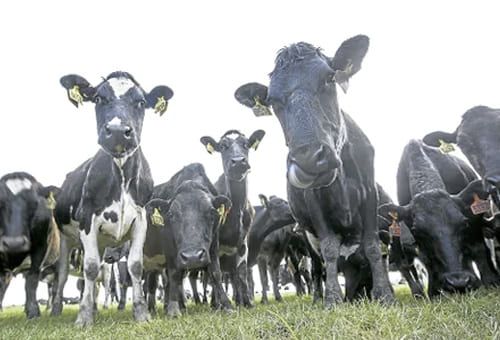 Por medio de la planeación estratégica y con la mira puesta en los objetivos de mediano y largo plazo, se han logrado resultados importantes en esta empresa ganadera. Foto: agronegocios.co Pino Hermoso, manejo administrativo, Salento, Quindío, Cuadro de Mando Integral, negocio, enfoque, objetivos, largo plazo, estrategia, vecinos, Terneros, producción de leche, Buenas Prácticas Ganaderas, certificación, calidad, clientes, capacitación, mercados, normatividad, recurso humano, calidad de vida, incentivos, Trabajadores, procesos, kikuyo, holstein, normando, jersey, rentabilidad, finanzas, Ganadería, ganadería colombia, noticias ganaderas colombia, CONtexto ganadero