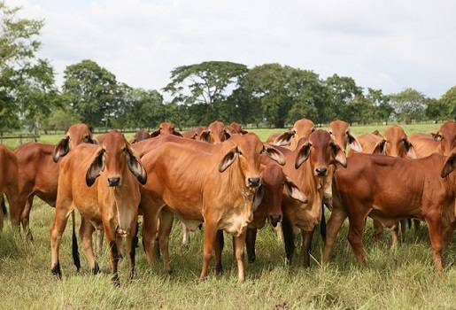 autorización sanitaria, autorización sanitaria ica, decreto 1500 de 2007, retrasos decreto 1500, autorización animales destino sacrificio, ica, ica colombia, contexto ganadero, ganadería colombia