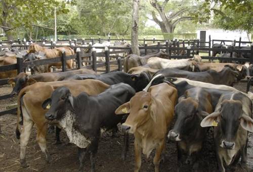 TVGAN, comercio de ganado, Subastar, subastas, Subastas coronavirus, Ganadería, ganadería colombia, noticias ganaderas, noticias ganaderas colombia, CONtexto ganadero, coronavirus, COVID-19, medidas coronavirus, pandemia coronavirus, coronavirus Colombia, Eventos ganaderos, subastas ganaderas, Venta de ganado, eventos cancelados por el coronavirus