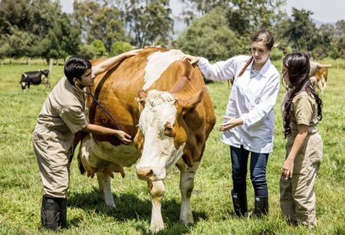 El zootecnista, un actor clave en la seguridad alimentaria ...