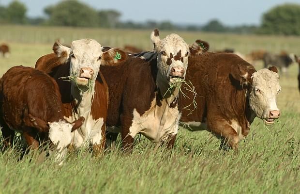 ganadería, ganadería colombia, noticias ganaderas, noticias ganaderas colombia, contexto ganadero, Juan Elhordoy, Organización de las Naciones Unidas para la Alimentación y la Agricultura, FAO, Uruguay, Ganaderos Celestes, Conciencia Agropecuaria, Fagro-Udelar, EEMAC, 