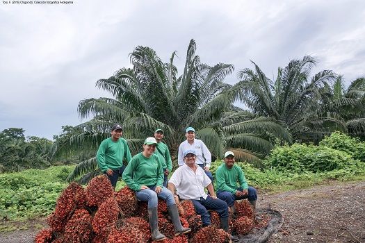 Urabá, estudio: Una apuesta por la competitividad de Urabá, Fedepalma,  Instituto de Ciencia Política Hernán Echavarría Olózaga, Banco de Desarrollo de América Latina (CAF), CONtexto ganadero, ganadería Colombia, Noticias ganaderas Colombia