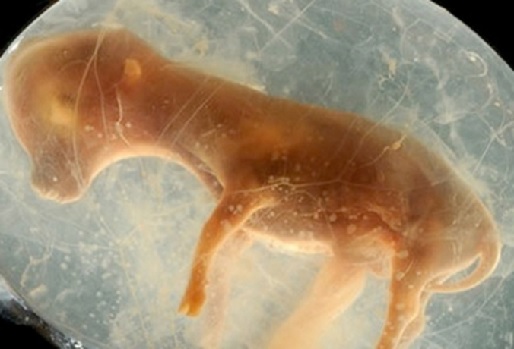 Qué patologías generan las pérdidas embrionarias? | CONtexto Ganadero