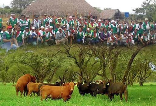 sistemas silvopastoriles, sistemas silvopastoriles tolima colombia, sistemas silvopastoriles tolima fedegán, sistemas silvopastoriles ganadería tolima, contexto ganadero