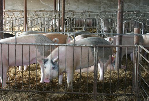 La demanda ha crecido gracias a la baja en el precio y la mejora en la calidad del producto. Foto: CONtexto Ganadero Industria porcina uruguaya