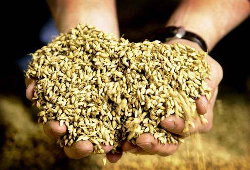 Arroz paddy colombia