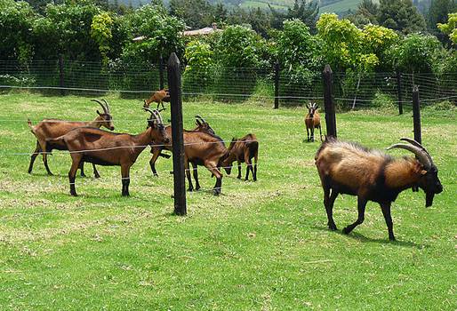 Entrega fertilizantes vecol