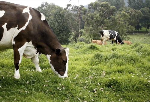 gases de efecto invernadero, Medio Ambiente, CIAT, forrajes tropicales, Bioversity, finca, manejo, pastoreo racional, pasturas, leguminosas, leucaena, carne, leche, potreros, cargas ganaderas, periodos de descanso, sostenibilidad, recuperación, degradación, suelos, cobertura vegetal, suplemento, huella de carbono, pH, suelos ácidos, proteínas, polisacáridos, Ganadería, ganadería colombia, noticias ganaderas colombia, CONtexto ganadero