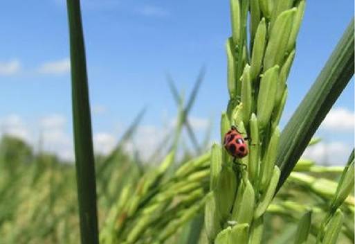 Colombia, Arroz, semilla de arroz ilegal, Semilla ilegal “plaga” devastadora para los arroceros, ICA, Fedearroz, Acosemillas, semilla certificada, CONtexto ganadero, noticias ganaderas, agricultura