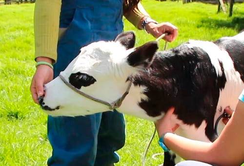 ganadería, ganadería colombia, noticias ganaderas, noticias ganaderas colombia, contexto ganadero, ganadería, bienestar animal, bienestar animal en colombia, principios de bienestar animal, dimensiones de bienestar animal, aspectos claves en el bienestar animal, problemas del bienestar animal