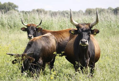 ganado heck rewilding Europa