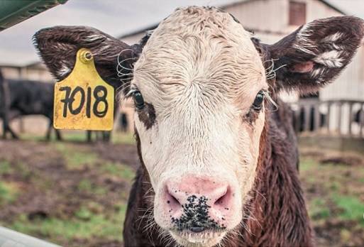 destete precoz, apartar el ternero de la vaca, aumentar los kilos de ternero destetados por hectárea, preñez, parición, incremento del porcentaje de preñez, adelantar de la parición, etapa a corral, etapa de acostumbramiento, Ganadería, ganadería colombiana, noticias ganaderas, noticias ganaderas Colombia, CONtexto ganadero