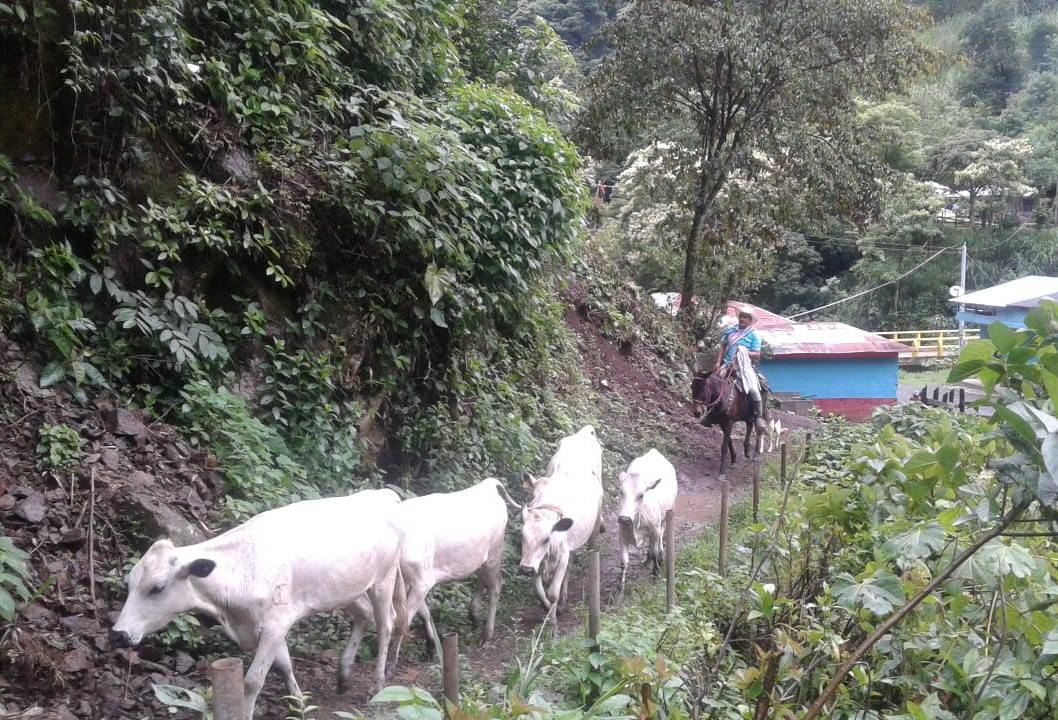 Ganadería, ganadería colombia, noticias ganaderas, noticias ganaderas colombia, CONtexto ganadero, bon, ganado BON, C.I. El Nus de Agrosavia, Cooperativa de Productores Agroindustriales y Ambientales de Ituango, COOPAAI, Blanco Orejinegro, Ituango, ganaderos de ituango
